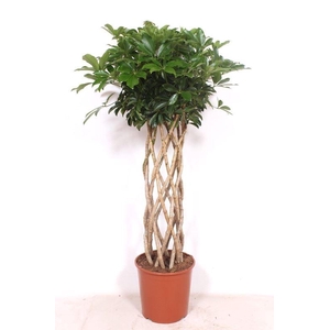 Schefflera Compacta