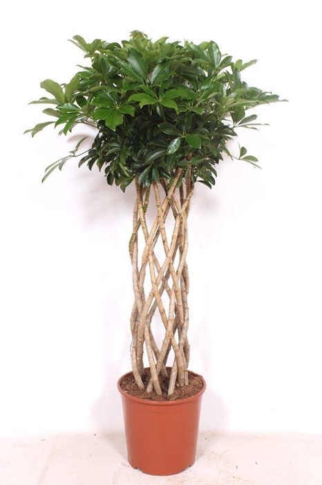 <h4>Schefflera Compacta</h4>