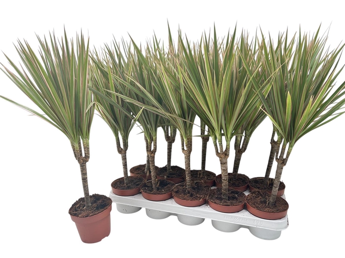 <h4>DRA MARG BICOLOR</h4>