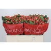 Hypericum Sweet Romance