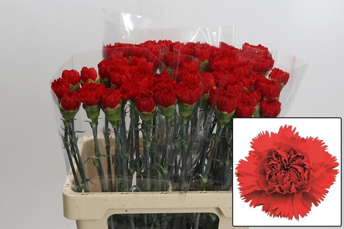 <h4>DI ST ARONA</h4>