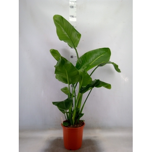 Strelitzia nicolai