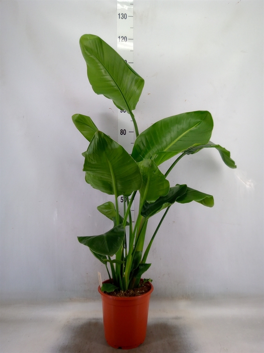 <h4>Strelitzia nicolai</h4>