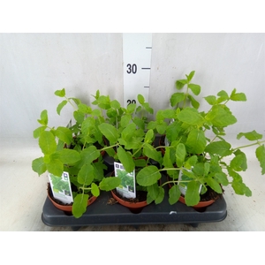 Mentha spicata
