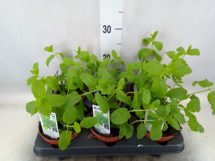<h4>Mentha spicata</h4>