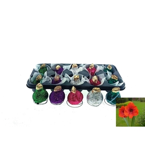 BLOEMBOL HIPPEASTRUM