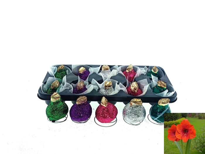 <h4>BLOEMBOL HIPPEASTRUM</h4>