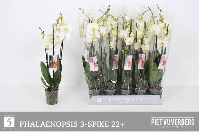 <h4>PHAL OV WIT</h4>