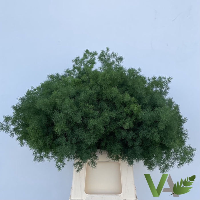 <h4>ASP UMBELLATUS</h4>