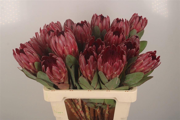 <h4>PROTEA SHEILA</h4>