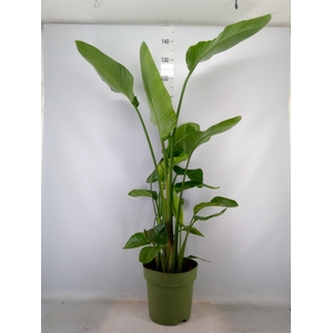 Strelitzia nicolai