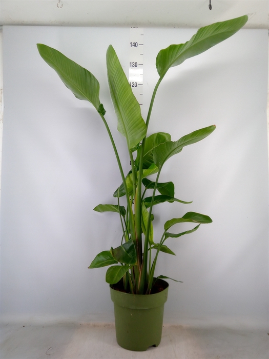 <h4>Strelitzia nicolai</h4>