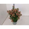 Fuchsia W Jubelteen