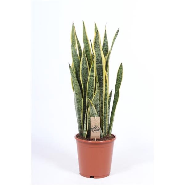 <h4>Sansevieria trifasciata 'Laurentii'</h4>