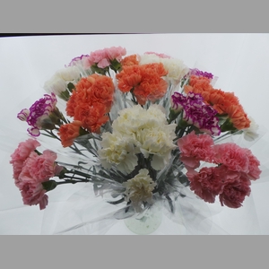 BQ Mono Anjers x5 mix 60cm