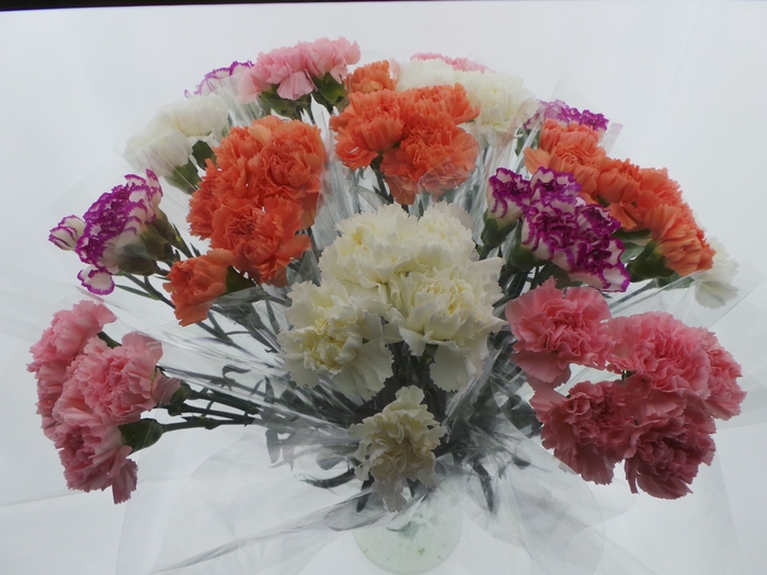 <h4>BQ Mono Anjers x5 mix 60cm</h4>