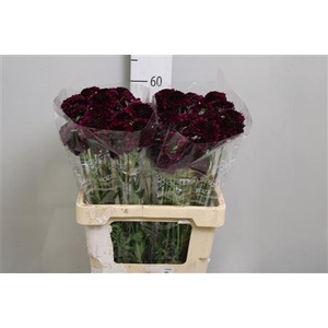 Scab At Red Velvet Scoop