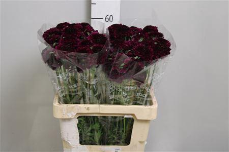 <h4>Scab At Red Velvet Scoop</h4>