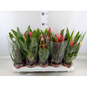 Bromelia   ...mix 13