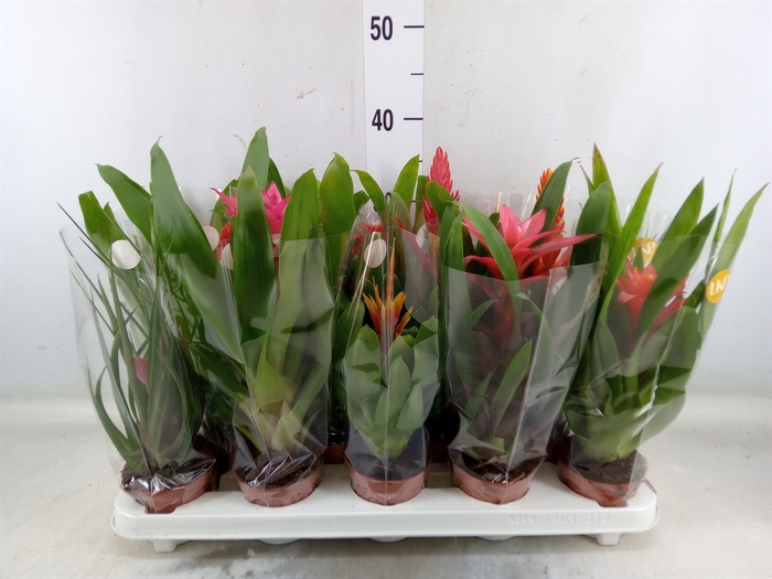 <h4>Bromelia   ...mix 13</h4>