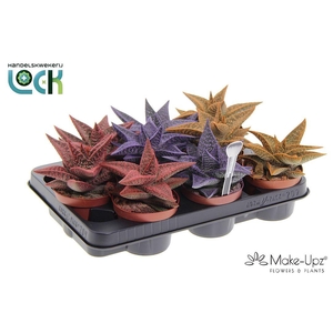 Gasteria Aveo Mąkę Upz mix drie kleuren