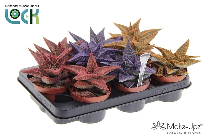 <h4>Gasteria Aveo Mąkę Upz mix drie kleuren</h4>