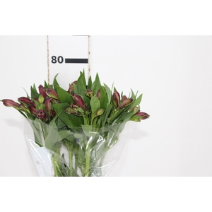 ALSTROEMERIA NAPOLI 080 CM