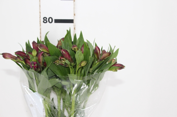 <h4>ALSTROEMERIA NAPOLI 080 CM</h4>