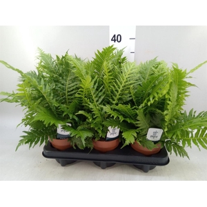 Blechnum gibbum 'Silver Lady'
