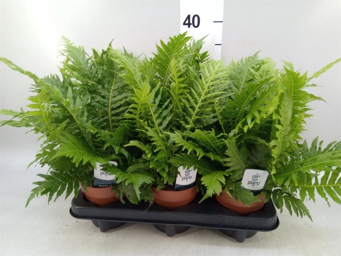 <h4>Blechnum gibbum 'Silver Lady'</h4>