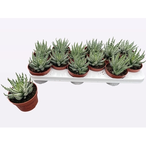 ALOE HUMILIS