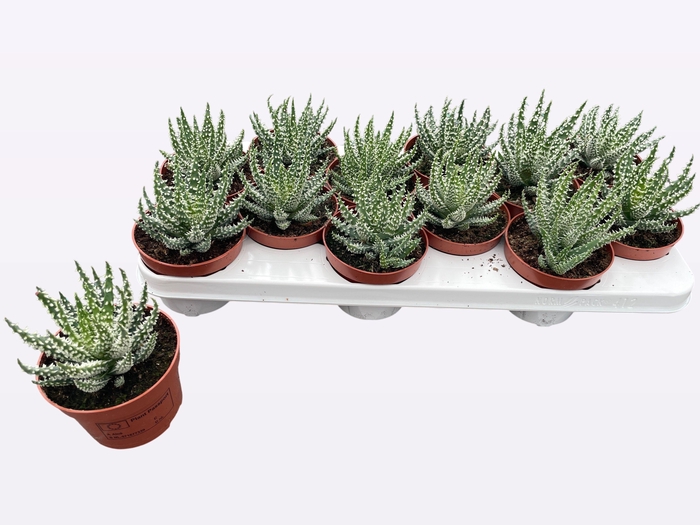<h4>ALOE HUMILIS</h4>