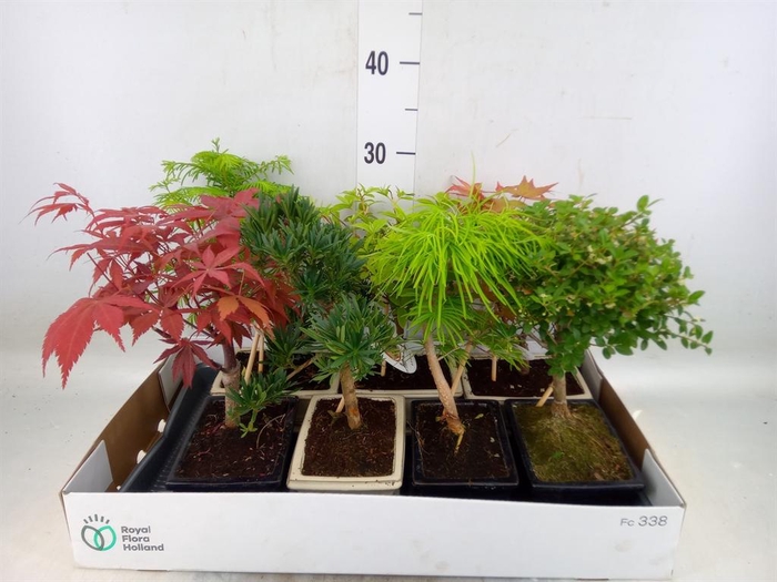 <h4>Bonsai   ...mix</h4>