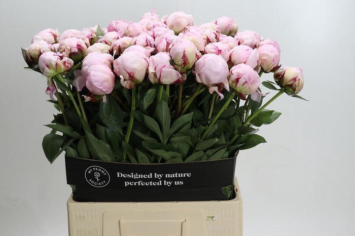 <h4>Paeonia Reine Hortense Xxl</h4>