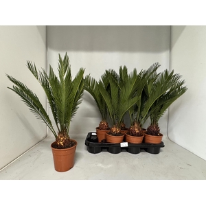 CYCAS REVOLUTA