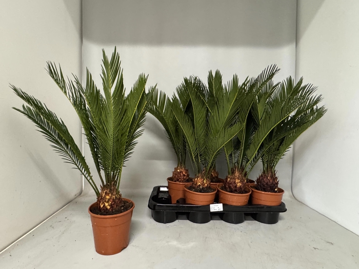 <h4>CYCAS REVOLUTA</h4>