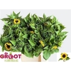 Helianthus Sunrich Orang