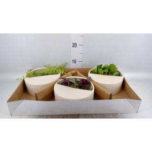 Arr.   Kamerplant Groen L%