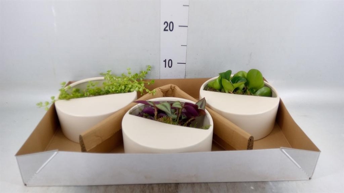 <h4>Arr.   Kamerplant Groen L%</h4>