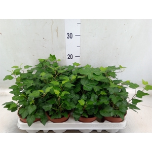 Hedera helix 'Wonder'