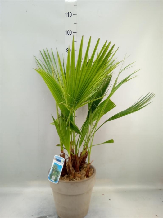 <h4>Arr. Tuinplanten H%</h4>