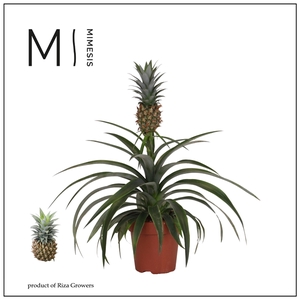 Mimesis Ananas Mi Amigo -12 cm