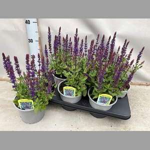 SALVIA NE OSTFRIESL