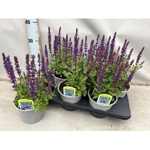 SALVIA NE OSTFRIESL