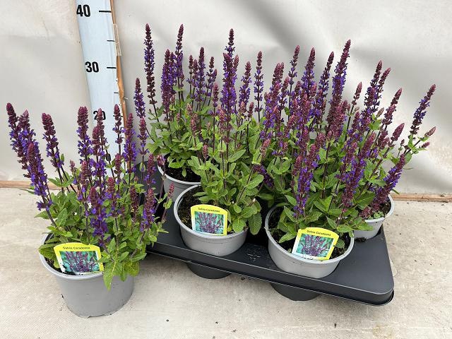 <h4>SALVIA NE OSTFRIESL</h4>