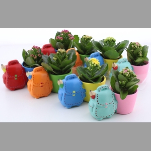 ARR KALANCHOE