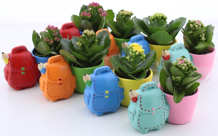 <h4>ARR KALANCHOE</h4>