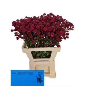 ASTR RED JOYCE