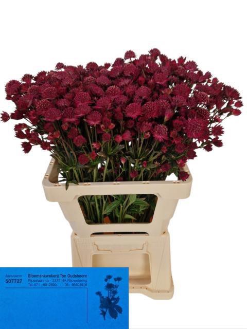 <h4>ASTR RED JOYCE</h4>