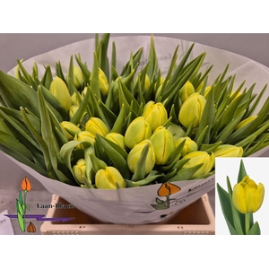 TU DU DOUBLE TROUBLE